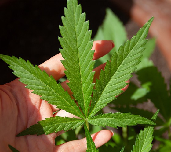 充分利用我省藥材主產(chǎn)區(qū)優(yōu)勢(shì)，以佛慈種植資源和中藥材規(guī)范化標(biāo)準(zhǔn)..